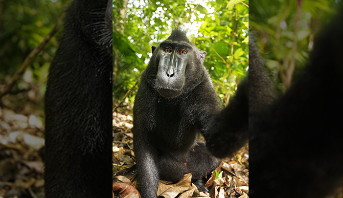 UPDATED: Wikipedia Refuses to Remove Famous Photo Because Copyright is "Owned by Monkey"