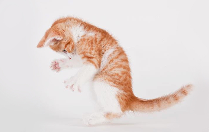 Michael Kloth Takes Emotionally Engaging Portraits Of Sheltered Cats To Help Adoption
