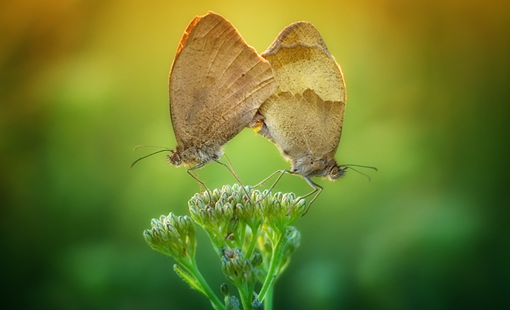 Arkadiusz Makowski Shoots Radiant Photos of Butterflies