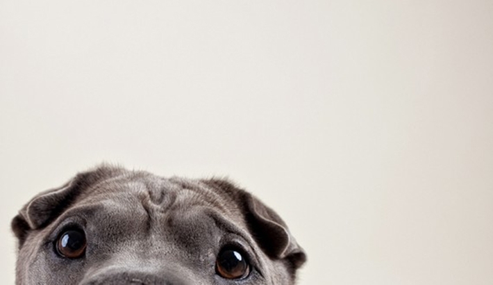 12 Awesome Dog Portraits By Susan Sabo