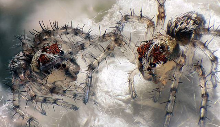 Top Ten Images From Nikon's Microscope Photography Competition