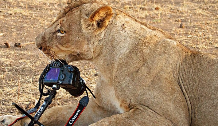 A Lion Goes to Town on a Canon 5D Mark II and Lens