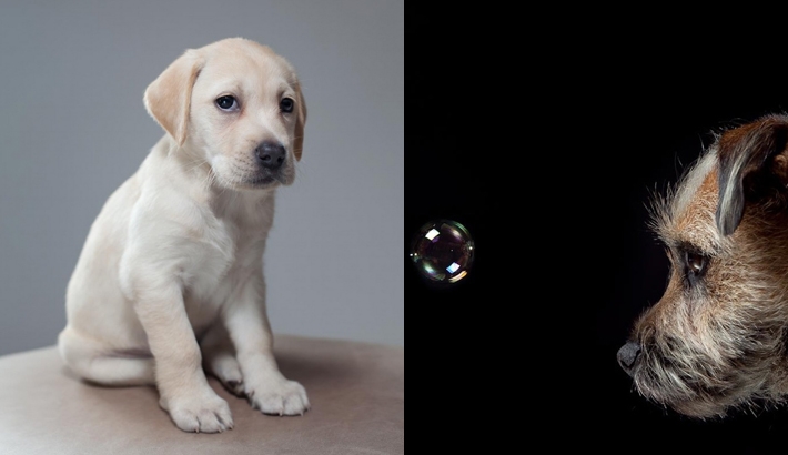 An Endearing Photo Series That Captures The Loving Personality Of Dogs