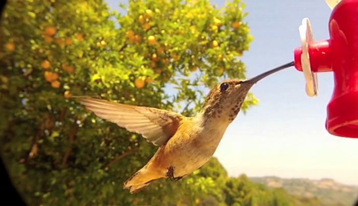 For Bird Watchers-The Newest Accessory for the Iphone and GoPro