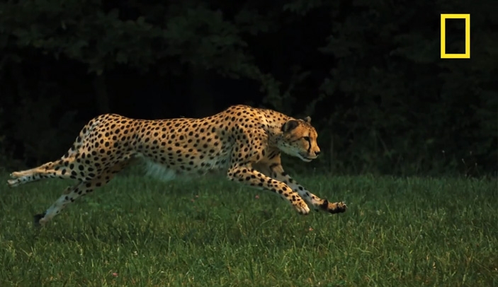 National Geographic Films Fastest Animal In Slow Mo