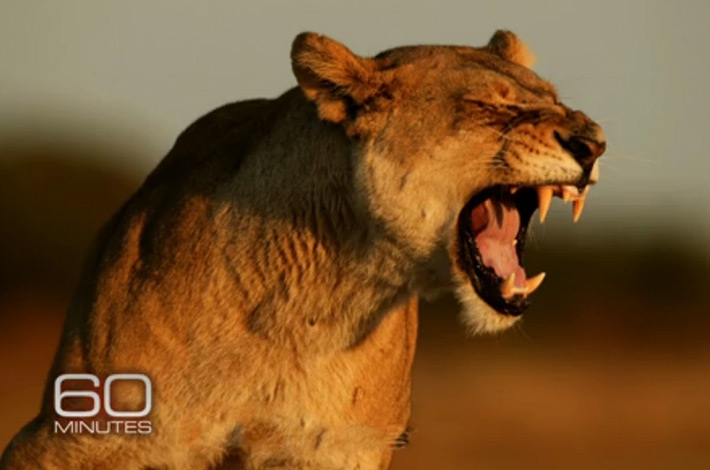 Making Films And Photographs Of Africa's Wildlife For 30 Years