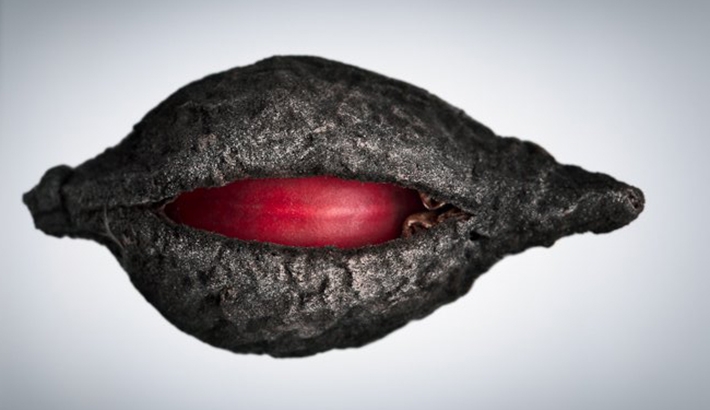 Gorgeous Images Of Scanned Seeds