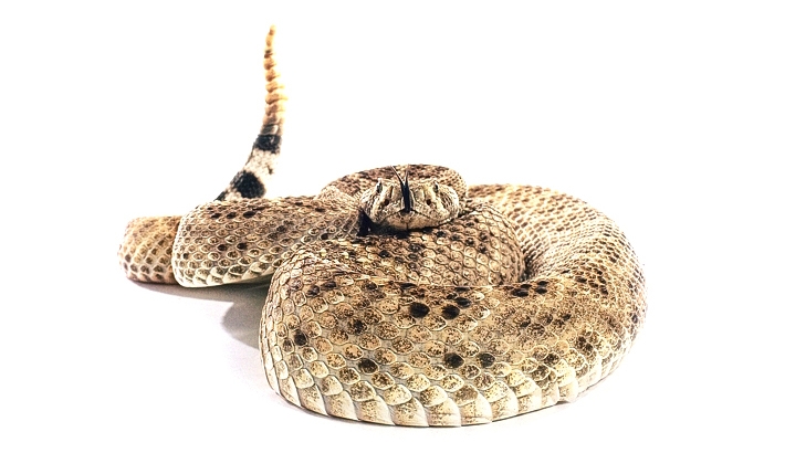 Photographing a Rattlesnake: How I Did It and Why I Won't Do It Again
