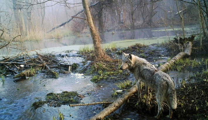What Chernobyl Looks Like Almost Three Decades Later...