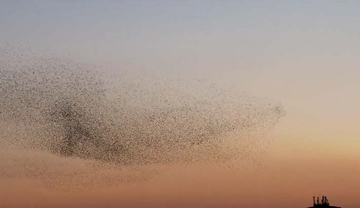 Right Place, Right Time: Capturing A Gorgeous Murmuration In The South Of France