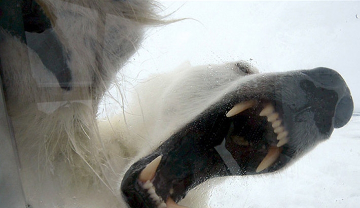 Polar Bears Have Developed A Taste For Photography