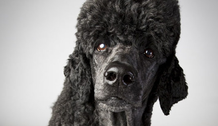 Photographing the Westminster Dog Show: Interview with Landon Nordeman