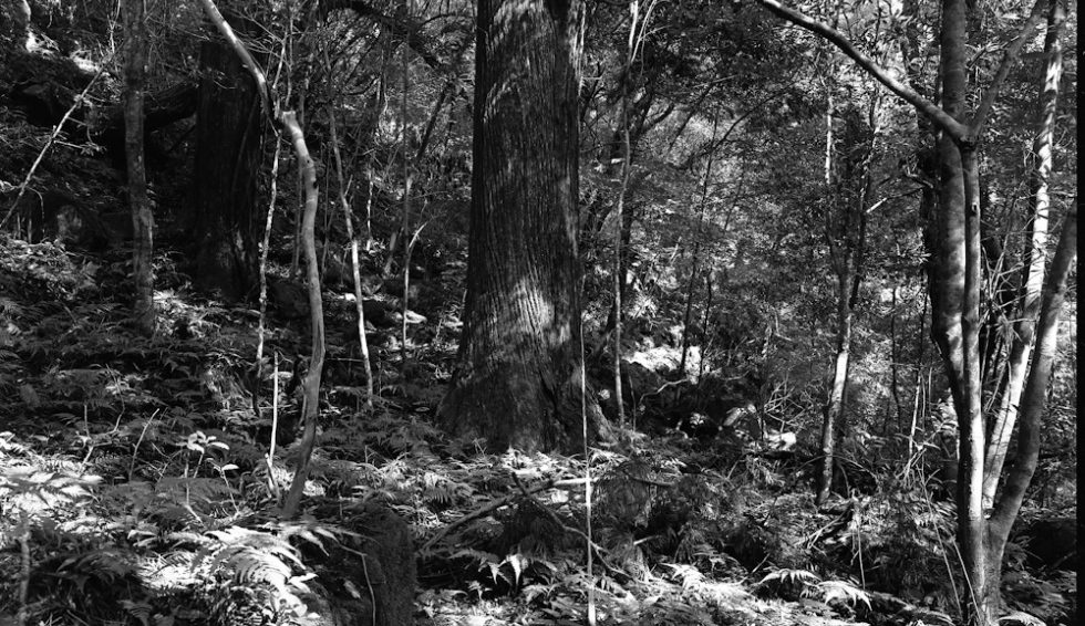 Wataru Yamamoto’s Drawing A Line Self Portrait Series Makes You Stare