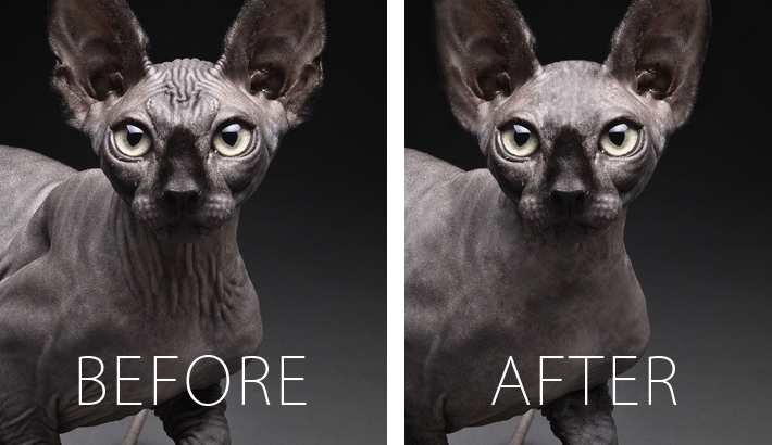 18 Animated Gifs of Professionally Retouched Cats