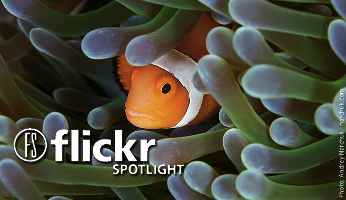 Photographers Who Found Nemo And Photographed It