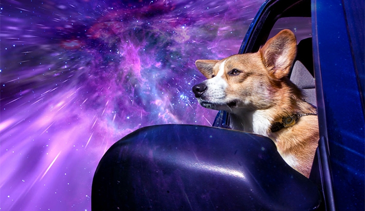 Warp Dogs: Pooches Traveling at Lightspeed