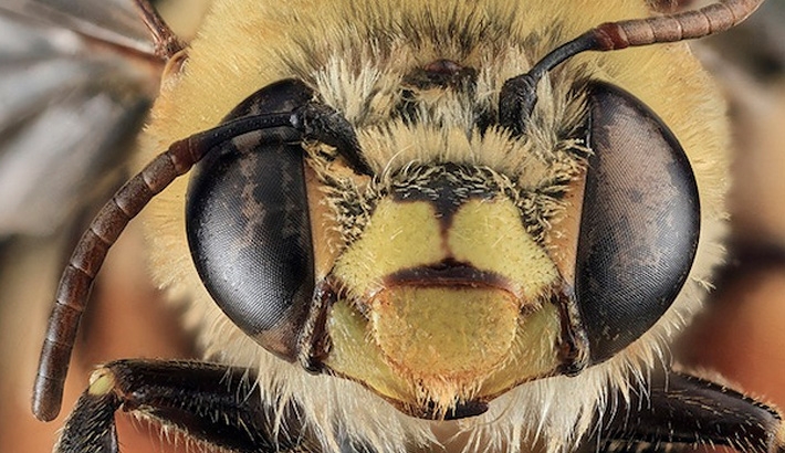 Free Macro Bee Photos Courtesy of the US Geological Survey