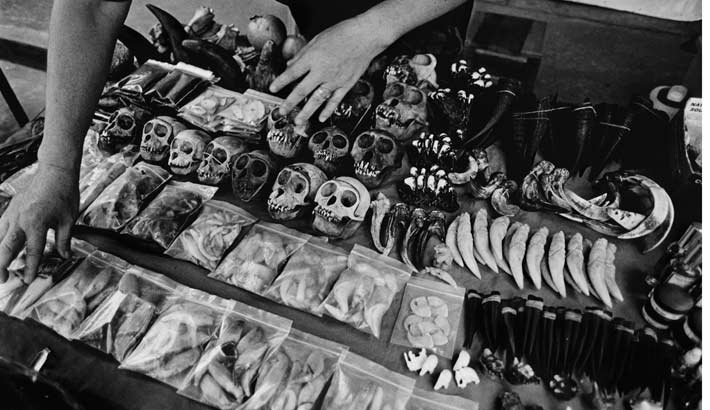 Patrick Brown's "Trading to Extinction" Project