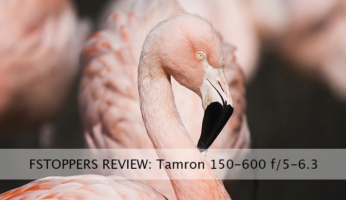 Field Testing Tamron's 150-600mm f/5.0-6.3 Proves a Positive Experience