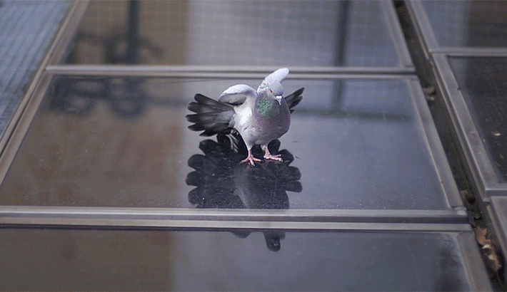 The Animated GIF as an Art Form