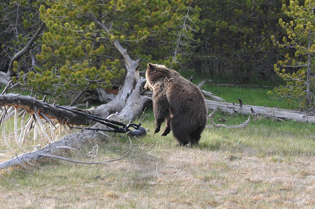 Bearlast