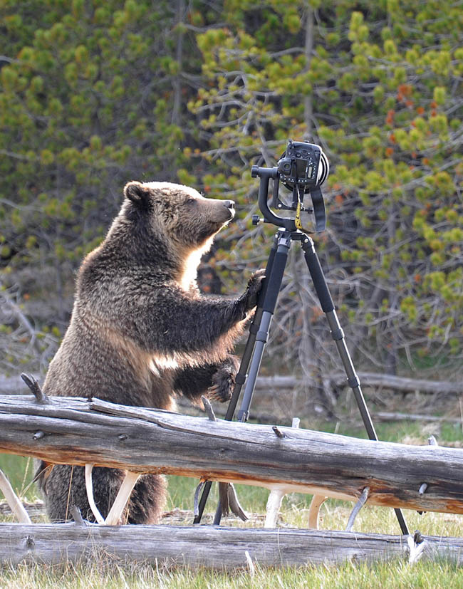 bear1-2
