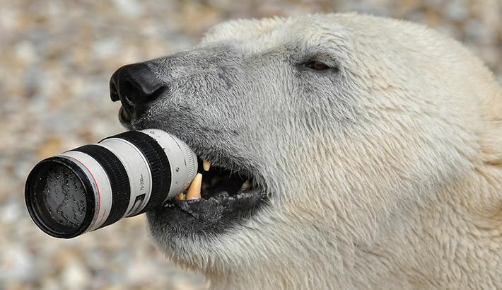 polar-bear-canon-lens.jpg