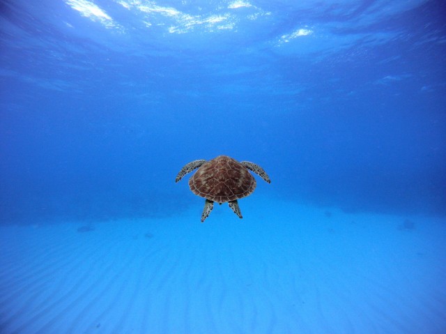 Nat Geo Photo Contest 1