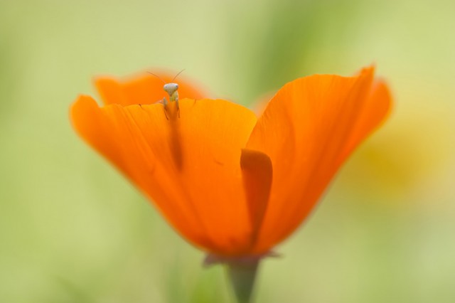 Nat Geo Photo Contest 4