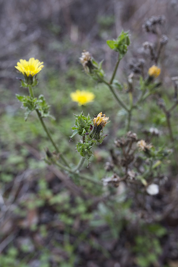 2W4C3795 flower focus point 2