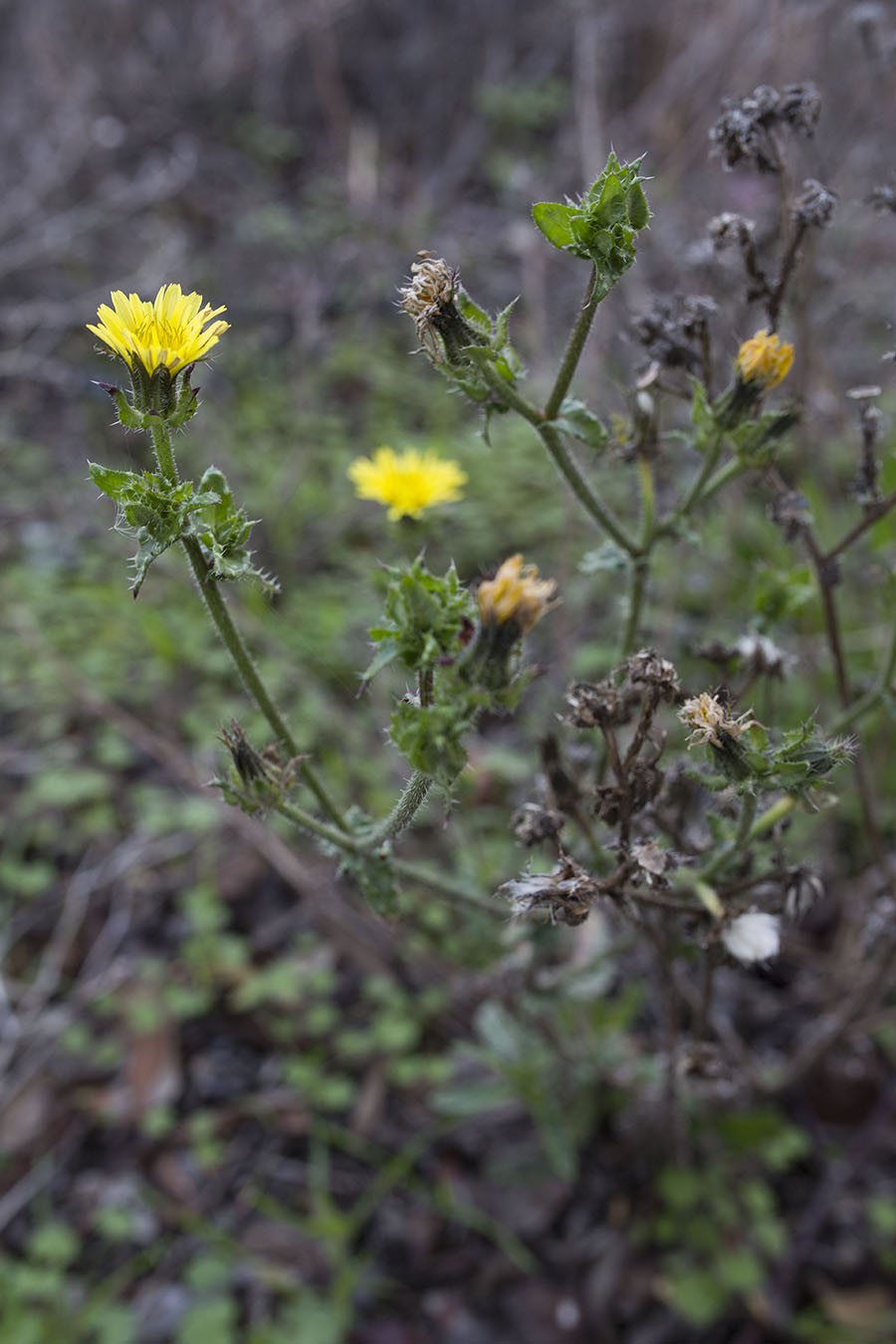 2W4C3794 flower focus point 3