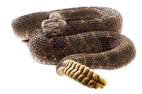 Arizona Black Rattler