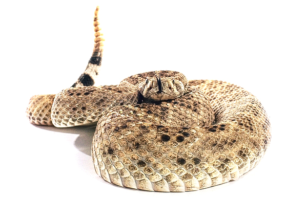 Western Diamondback Rattlesnake