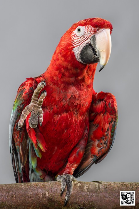 Coco - Green wings Macaw