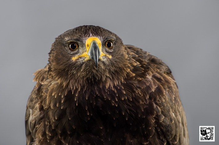 Tempest - Twany Eagle