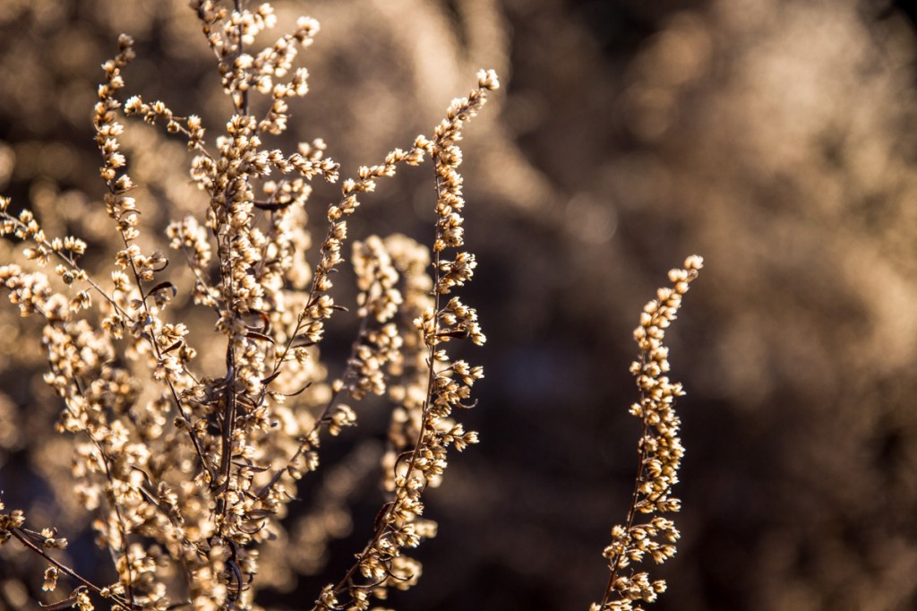 winterbuds2-1024x682