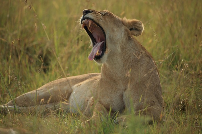 Canon 200-400mm f4 l example image