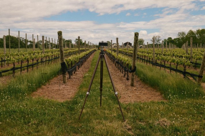 Duck Walk Vineyard Proposal