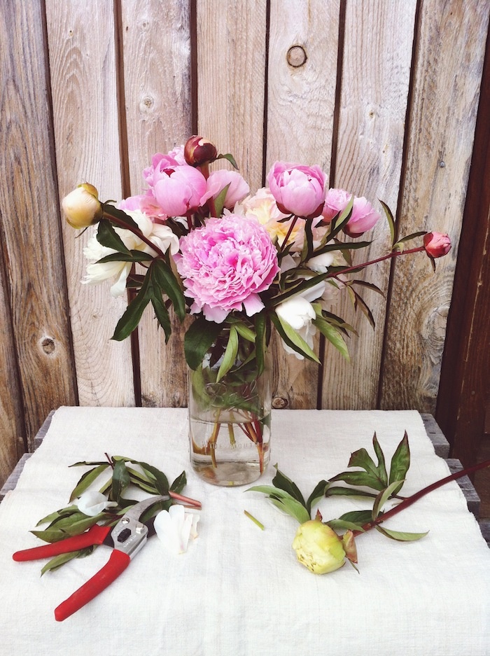 s1_vscocam_nicolefranzen_pinkflowerstrimmed